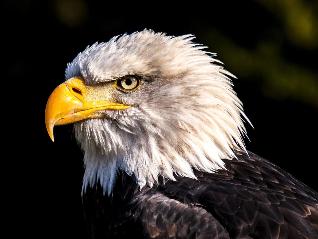Das Krafttier Adler ermöglicht dir einen klaren Blick auf dein Leben